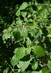 Stachytarpheta