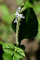 Stachytarpheta