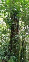 Cedrela fissilis