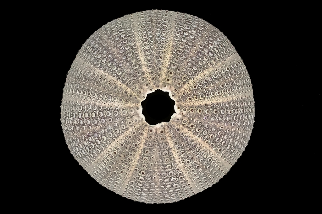 violet sea urchin