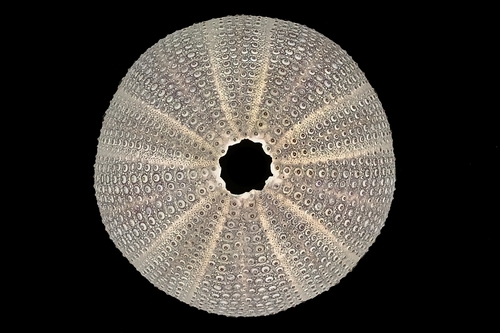 violet sea urchin