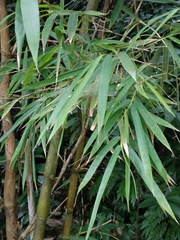 Bambusa stenostachya