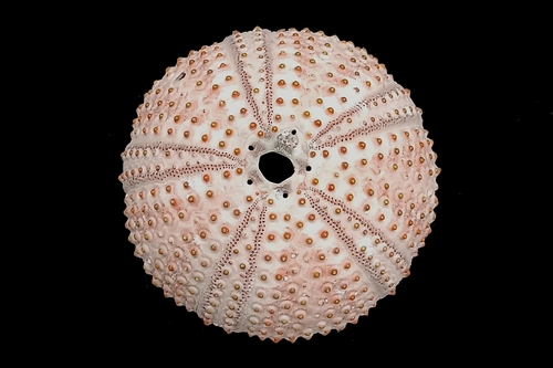 Black sea urchin, Općina Senj, Chorvatsko, photo 7 of 10