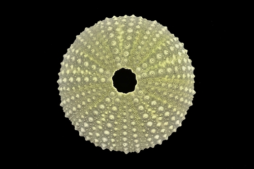 Atlantic Purple Sea Urchin, photo 9 of 9