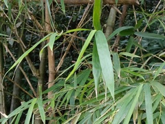 Bambusa stenostachya