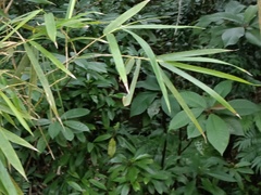 Bambusa stenostachya