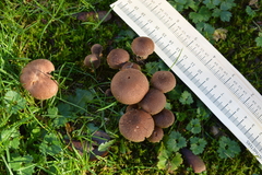 Pholiota terrestris