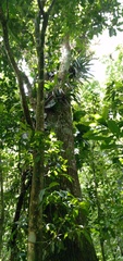Cedrela fissilis