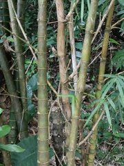Bambusa stenostachya