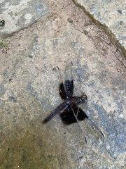 Thermorthemis madagascariensis