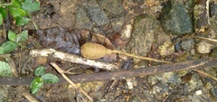 Cedrela fissilis