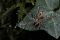 Anyphaena accentuata