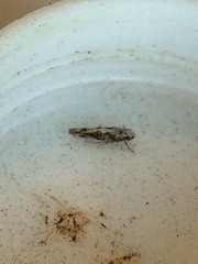 Coleotechnites florae