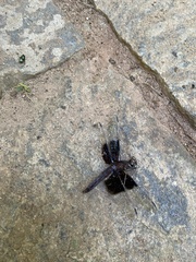 Thermorthemis madagascariensis