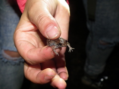 Leptodactylus petersii