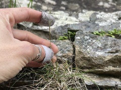 Rytidosperma gracile