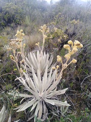 Espeletia grandiflora