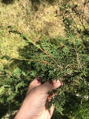 Juniperus monticola