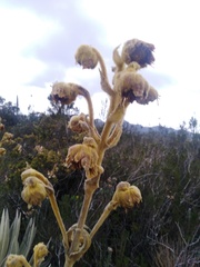 Espeletia grandiflora