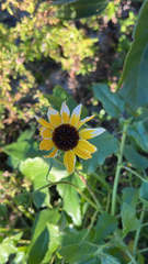 Helianthus debilis
