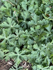 Callirhoe involucrata