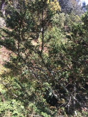 Juniperus monticola