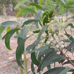 Acacia implexa
