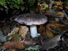 Tricholoma