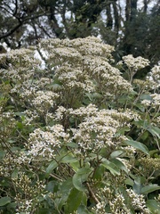 Olearia furfuracea