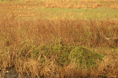 Pitangus sulphuratus