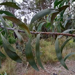 Acacia implexa