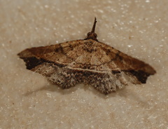 Philogethes metableta