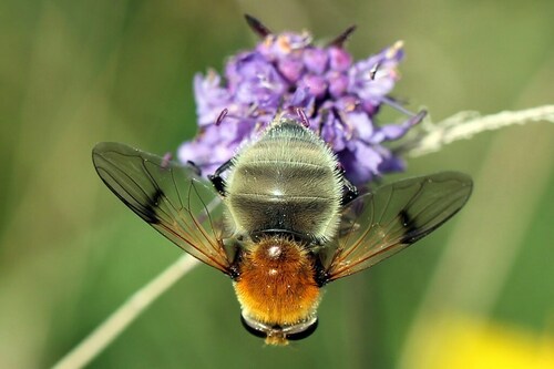 Sericomyia superbiens
