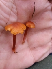 Laccaria lateritia