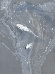 Siluriformes