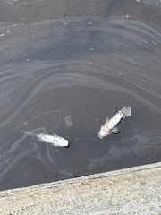 Siluriformes