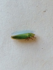 Draeculacephala antica