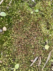 Physcomitrium pyriforme