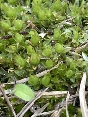 Physcomitrium pyriforme