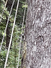 Aphrastura spinicauda