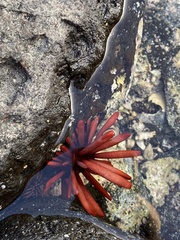 Heterocentrotus mamillatus