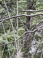 Aphrastura spinicauda