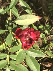 Rosaceae