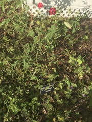 Rosaceae