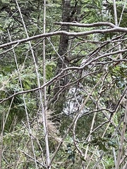 Aphrastura spinicauda