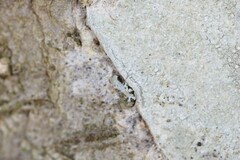 Lecanora subpallens