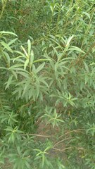 Baccharis punctulata