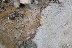 Lecanora subpallens