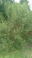 Baccharis punctulata