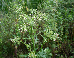 Erechtites valerianifolius